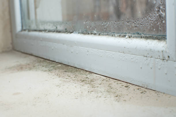 Why You Should Choose Our Mold Remediation Services in Elkhorn City, KY